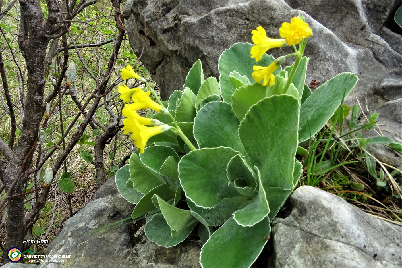 55 Primula orecchia d'orso (Primula auricula).JPG